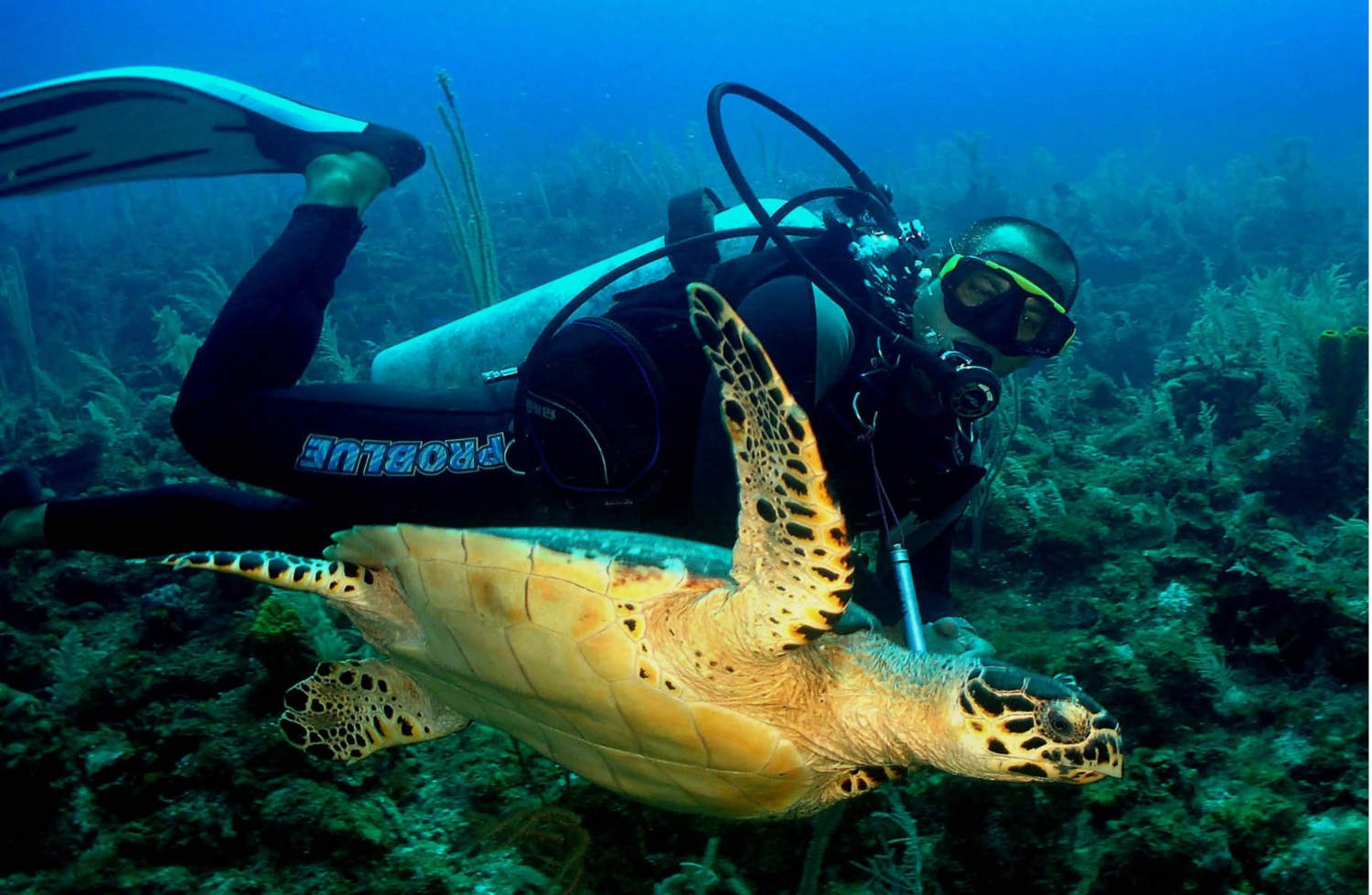 diver with camera under the sea, turtle, aquatic plants